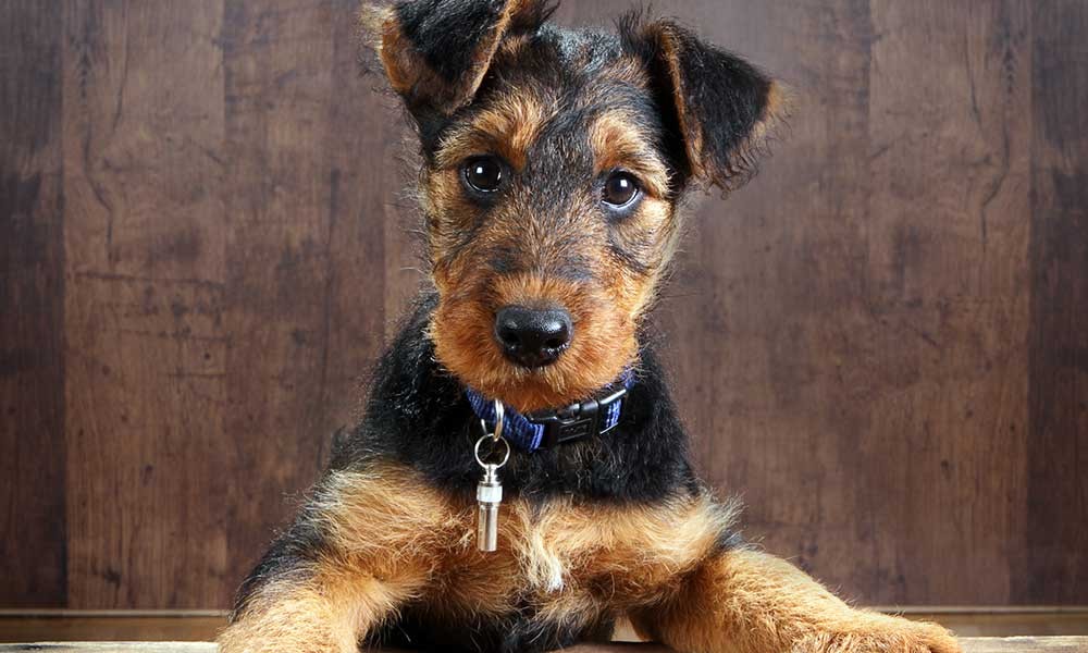 01-terrier-1000x600