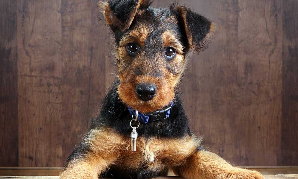 01-terrier-1000x600