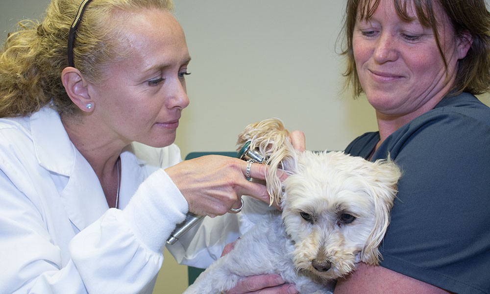 Grand Rapids Veterinary Clinic Minnesota Small Animal
