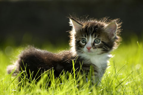 cute-kitten