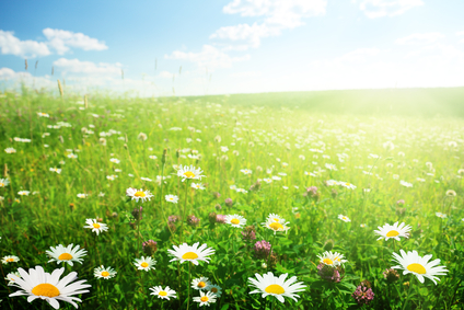 field-of-flowers