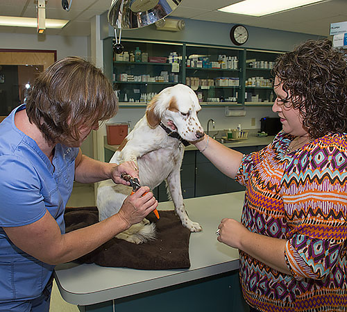 Life-Long Pet Wellness For Your Pet at Grand Rapids Veterinary Clinic