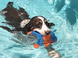 swimming spaniel1