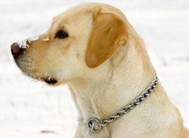 winter retriever1